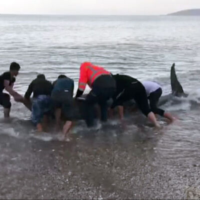 Kıyıya vuran balina, kurtarılarak denize bırakıldı!