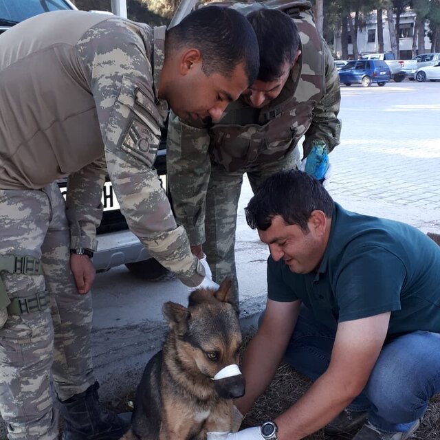 Yaralı köpeğe Mehmetçik şefkati