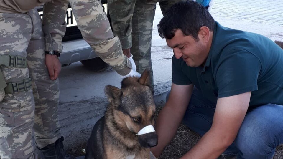 Yaralı köpeğe Mehmetçik şefkati