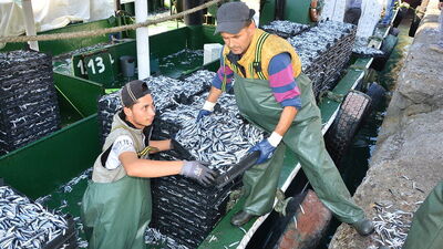 Trabzon'da kilosu 5 TL'ye düştü! Ve hamsi geldi!