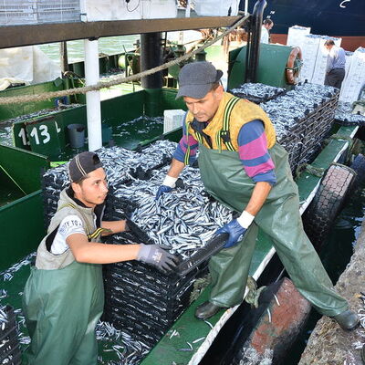 Trabzon'da kilosu 5 TL'ye düştü! Ve hamsi geldi!