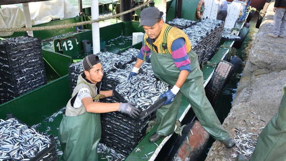Trabzon'da kilosu 5 TL'ye düştü! Ve hamsi geldi!