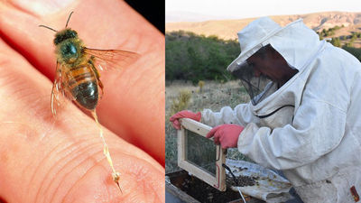 MS ve iltihaplı romatizma hastalıklarına arı zehri