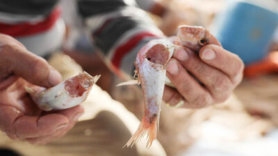 Balon balığı nedir?
