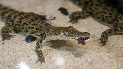 Yavru timsahlara yaş günü partisi