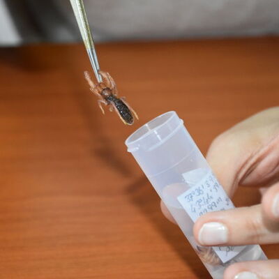 Sarıkız olarak biliniyor... Yeni bir türü keşfedildi