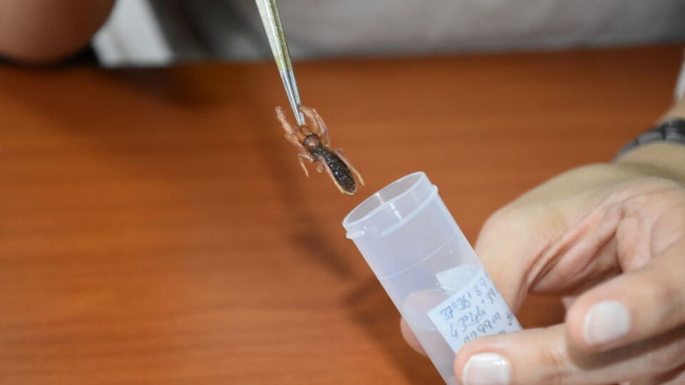 Sarıkız olarak biliniyor... Yeni bir türü keşfedildi