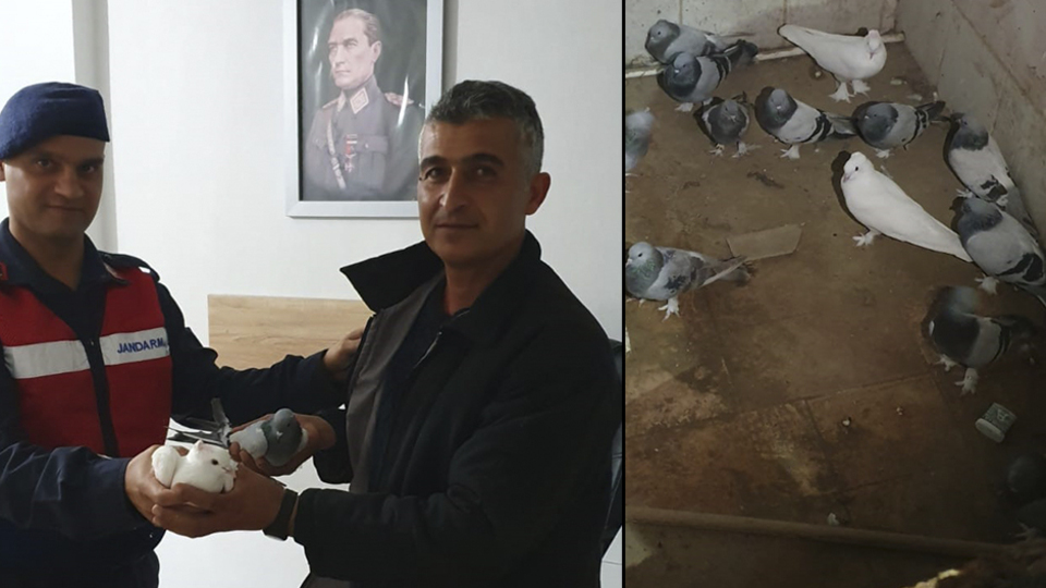 Güvercinlerine kavuştu