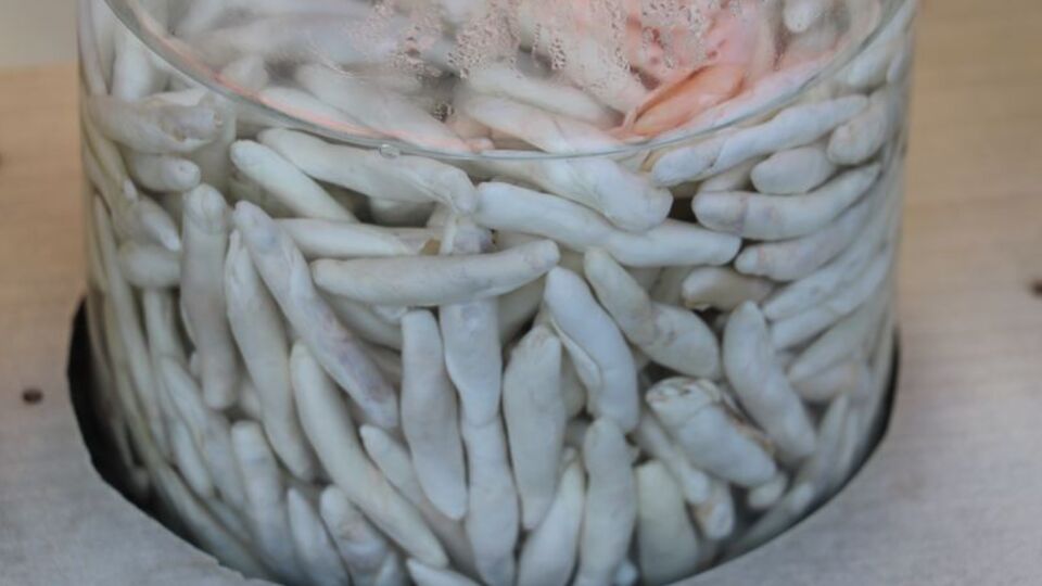 Bir ay çiğnenebiliyor! Fiyatı altınla yarışıyor