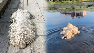 Hareket edince gerçek anlaşılıyor!