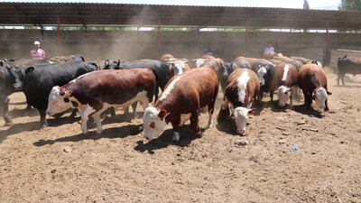 Hayvancılık desteklemeleri haczedilemeyecek