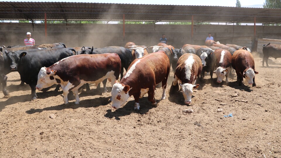 Hayvancılık desteklemeleri haczedilemeyecek