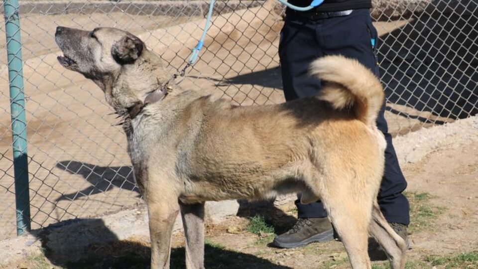 Kangallar vatan görevi için hazır!