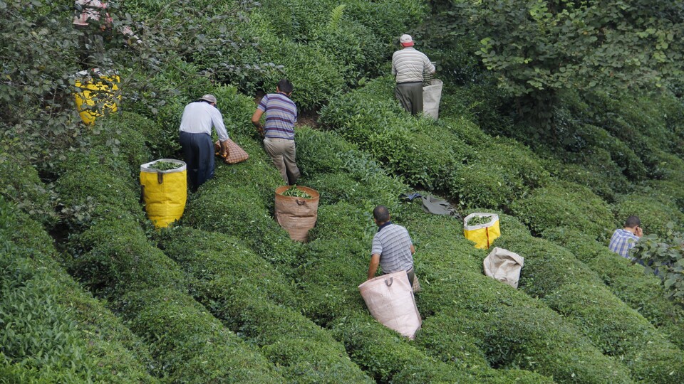 Yaş çay üreticilerine fark ödemesi desteği