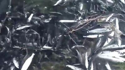 Baraj gölünde ölü balıklar kıyıya vurdu