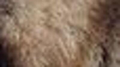 'Beşkardeşler' hayata tutundu