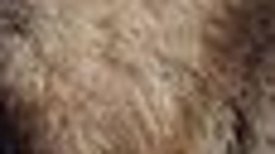 'Beşkardeşler' hayata tutundu