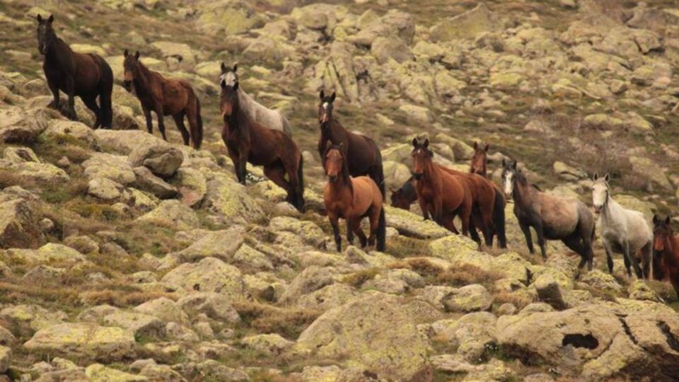 Bir anda ortaya çıktılar!