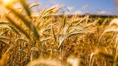 Tarım yatırımlarında süre uzatıldı
