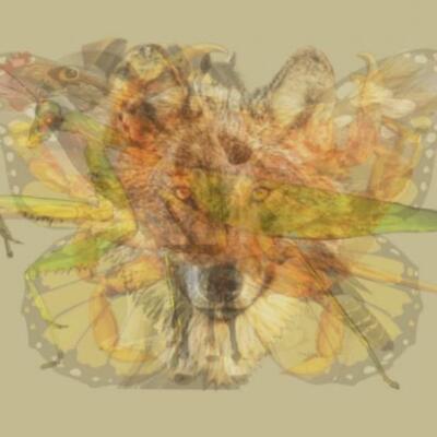 Resimde ilk ne gördünüz? İşte kişilik testi!