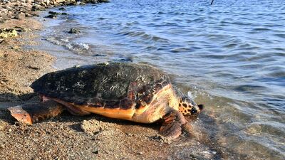 Yeni katil bulundu: Eğlence