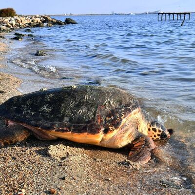 Yeni katil bulundu: Eğlence