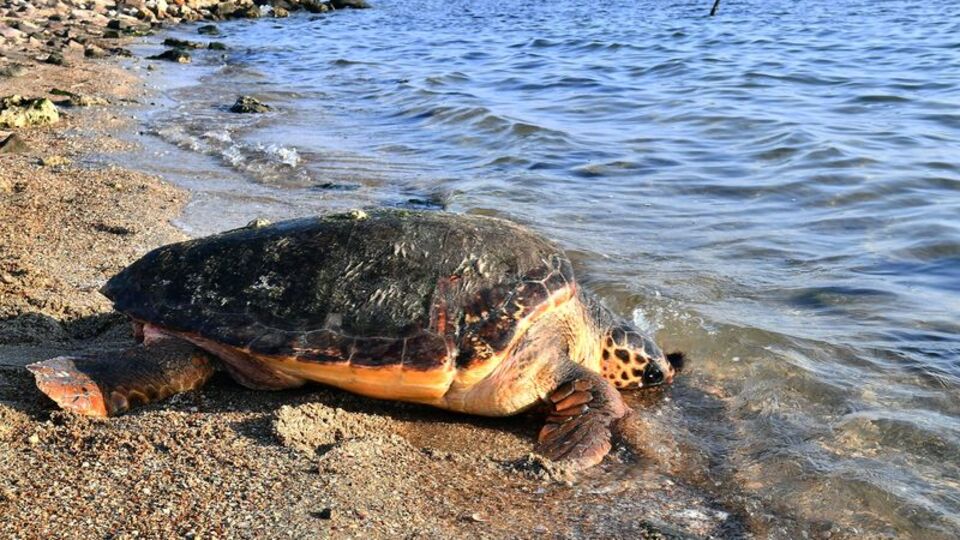 Yeni katil bulundu: Eğlence