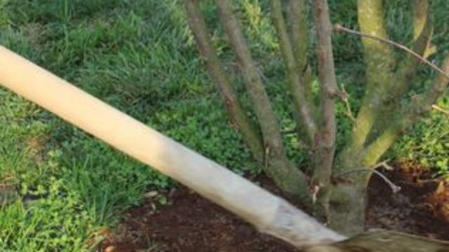 Külliye'de sıfır atık! 1225 ağaç kurtarıldı