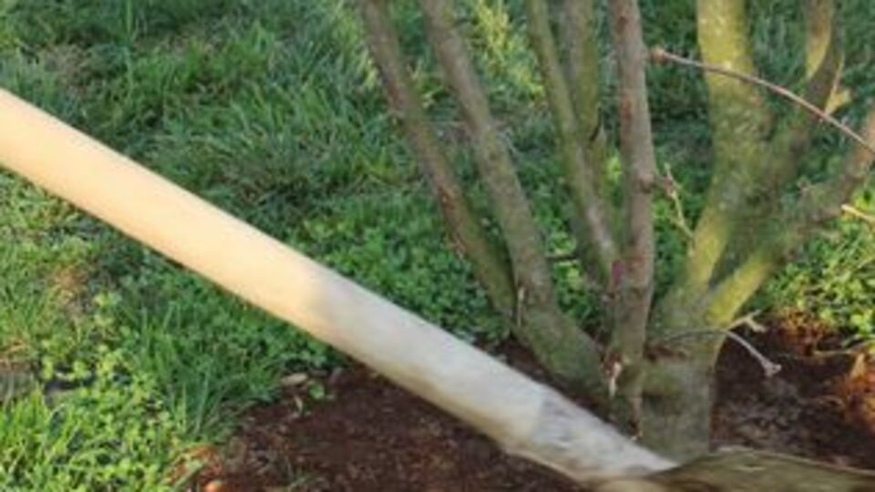 Külliye'de sıfır atık! 1225 ağaç kurtarıldı