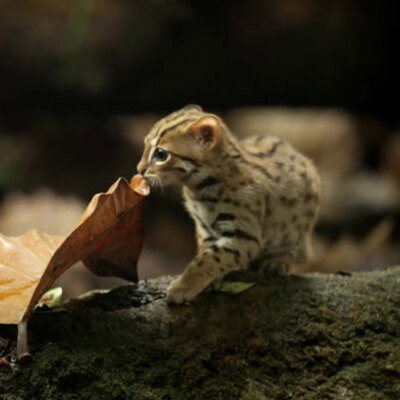 Dünyanın en küçük vahşi kedisi