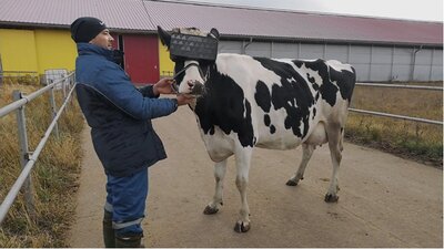 İneklere VR'la sanal çayır