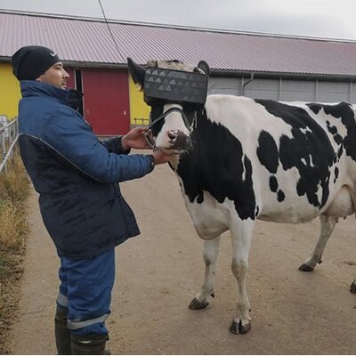 İneklere VR'la sanal çayır
