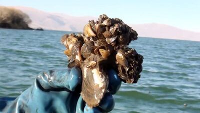 Şimdi de o göl işgal altında!