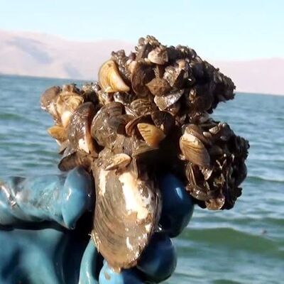 Şimdi de o göl işgal altında!