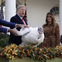 Trump'tan Şükran Günü için iki hindiye af