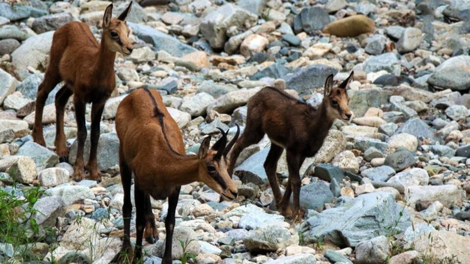 Nesli tükeniyor... Gümüşhane'de görüntülendi