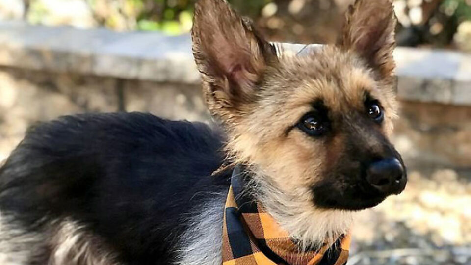 Tahlil sonuçları şoke etti!