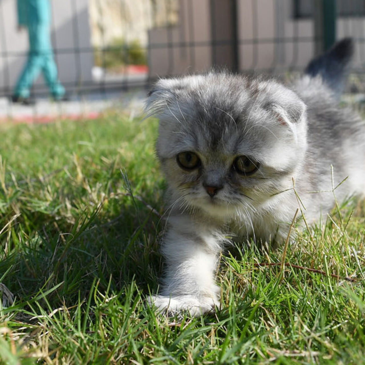 Rüyada yavru kedi görmek ne anlama gelir?