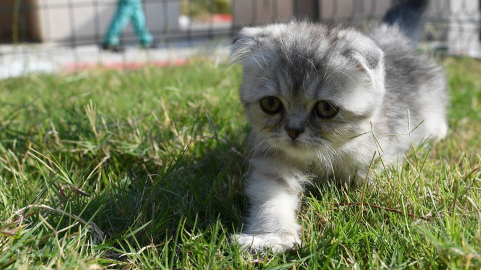 Rüyada yavru kedi görmek ne anlama gelir?