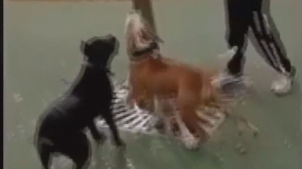 Vahşete 3 gözaltı!