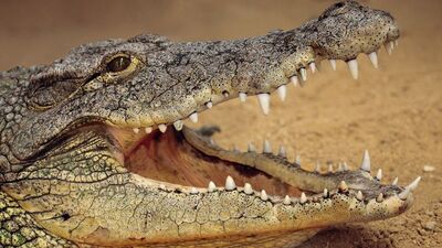 Rüyada timsah görmek ne anlama gelir?