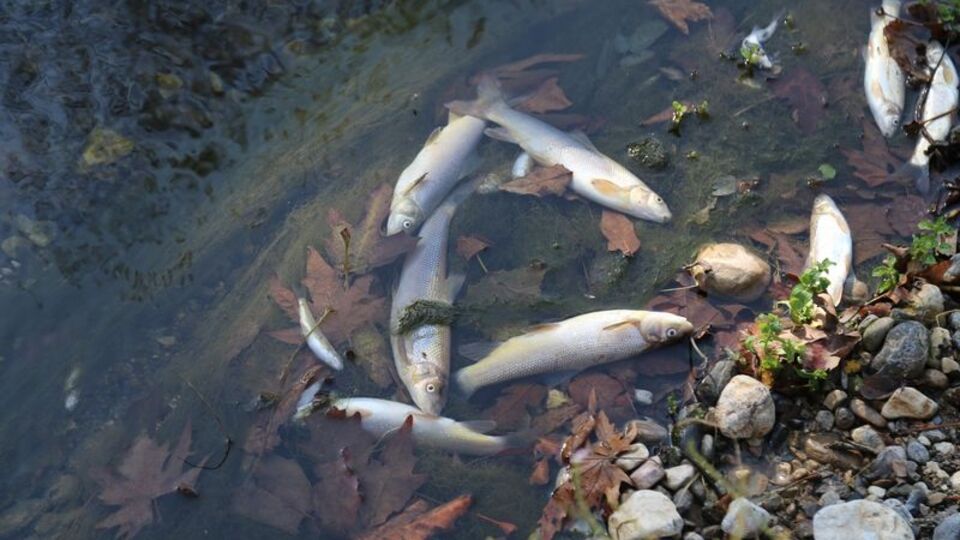 Hatay'da çok sayıda ölü balık bulundu