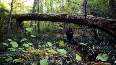 Sonbaharda görsel şölen sunuyor
