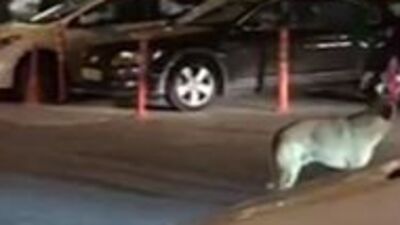 Trafiği durdurup köpeği karşıya geçirdi