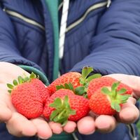 Kasım'da çilek bir başka