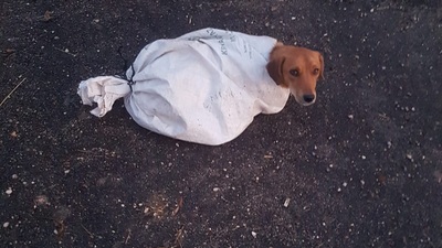 Gebe köpeği çuvalın içine koyup yol kenarına atmışlar