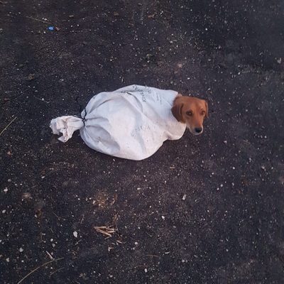 Gebe köpeği çuvalın içine koyup yol kenarına atmışlar