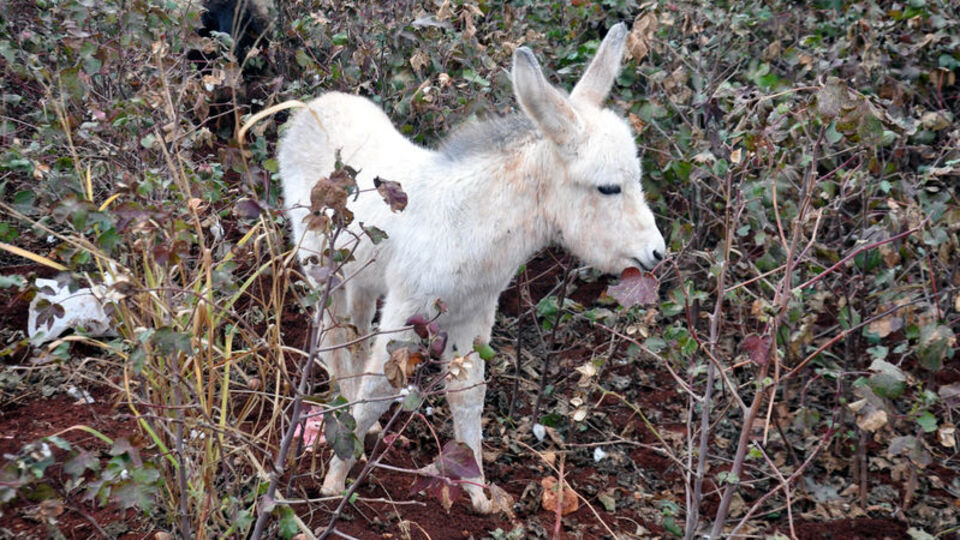 Sayıları 108'e yükseldi: "Beyaz Eşekler"