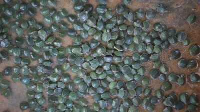 Kaçak yollarla ülkeye sokuldu!