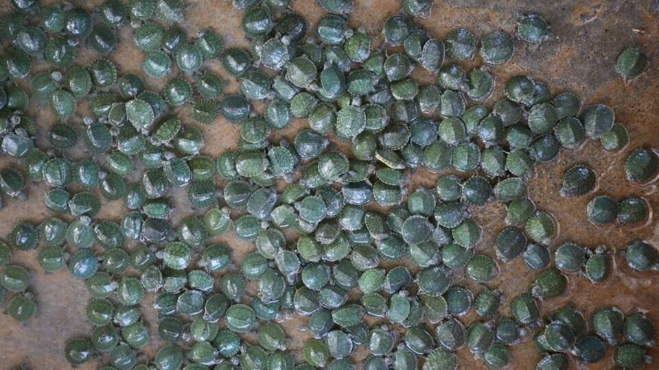 Kaçak yollarla ülkeye sokuldu!